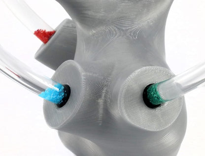 Modelo de Aparato Vestibular Lleno de Líquido